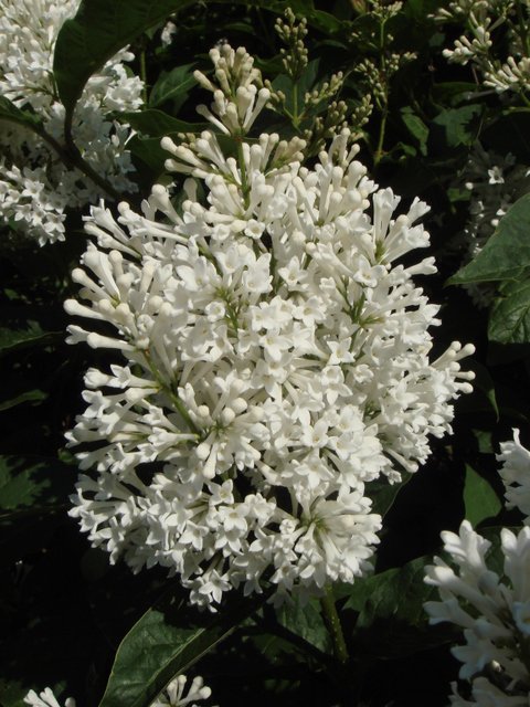 Syringa josikae 'Holber' fleur